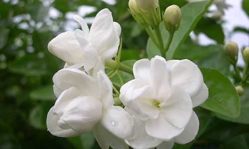 茉莉花timg.jpg