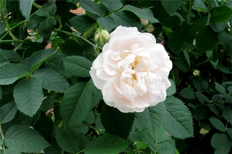 白玫瑰 rose alba-Rosa Alba 11.jpg
