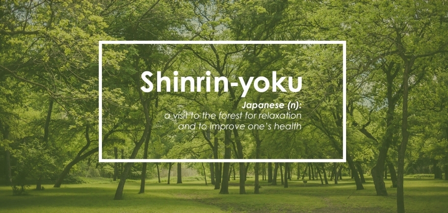 shinrin yoku.jpg
