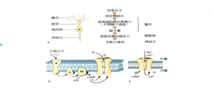 receptor.png
