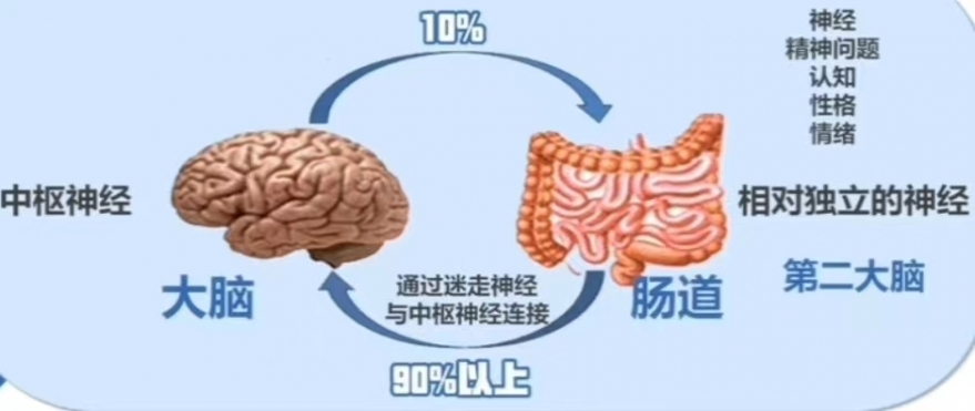 肠脑轴.jpg