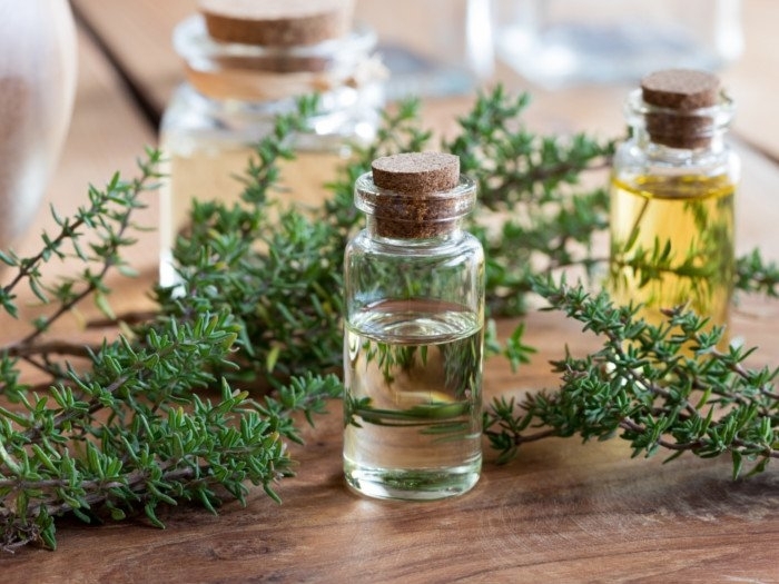 organicfacts_thymeessentialoil-3.jpg