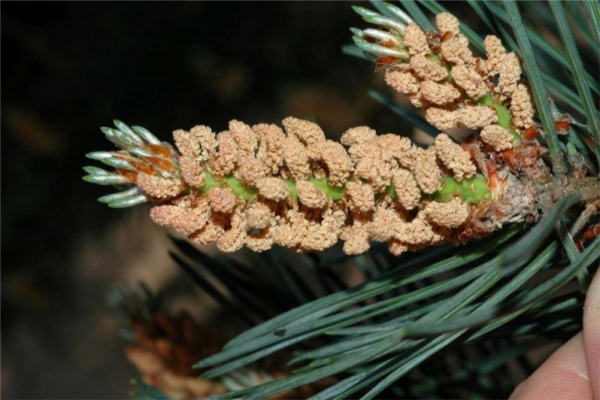 欧洲赤松(樟子松) scots pine-Pinus Sylvestris 11.jpg