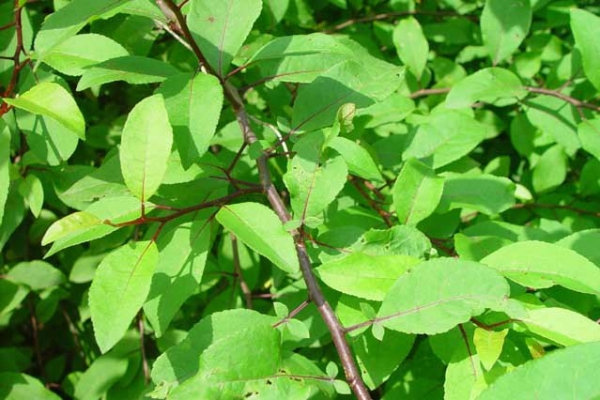 没药 myrrh-Commiphora Myrrha 11.jpg