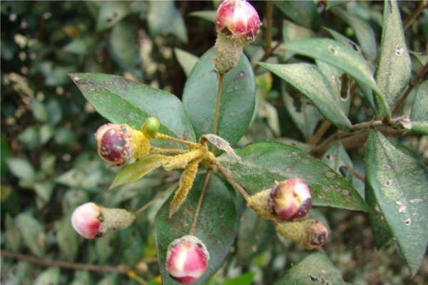 红色姚金娘（香桃木）myrtle red-Myrtus Communis 22.jpg