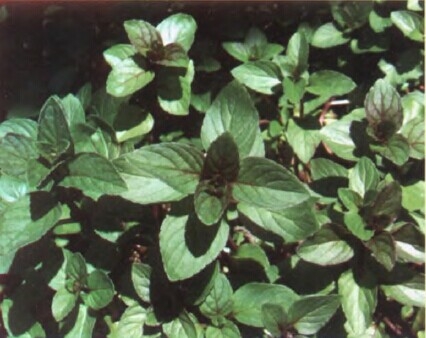 胡椒薄荷.jpg