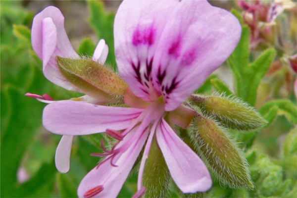 波旁天竺葵 geranium bourbon-Pelargonium X Asperum 11.jpg