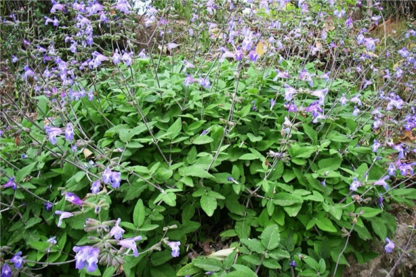 鼠尾草 sage-Salvia Officinalis 11.jpg