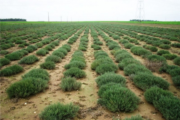 百里酚百里香 thyme thymol-Thymus Vulgaris Thymoliferum 11.jpg