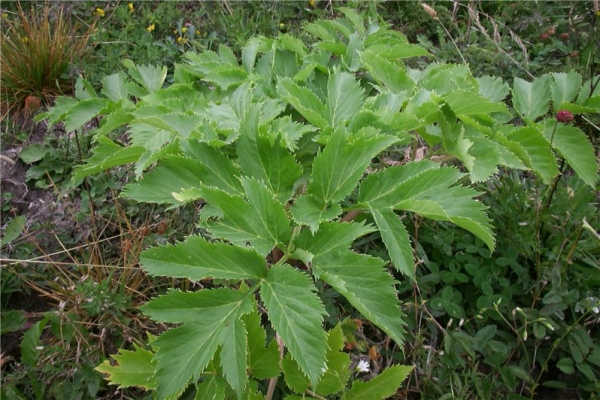 欧白芷(根) angelica-Angelica Archangelica.jpg