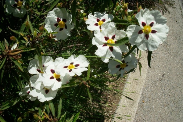 岩玫瑰 labdanum-Cistus Ladaniferus.jpg