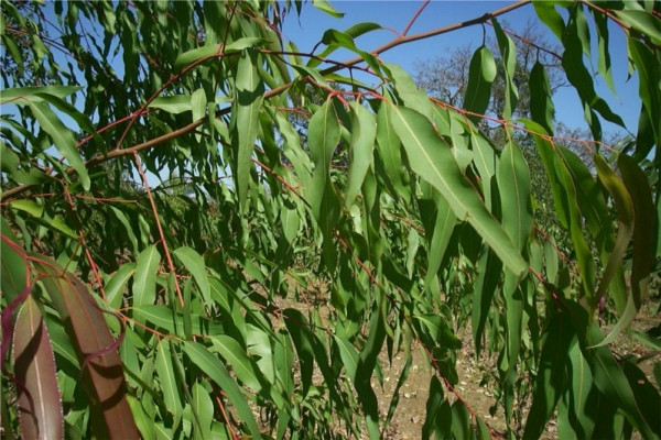 柠檬尤加利 eucalyptus lemon-Eucalyptus Citriodora.jpg
