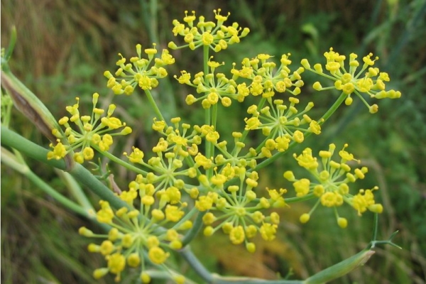 甜茴香 fennel sweet-Foeniculum Vulgare 11.jpg
