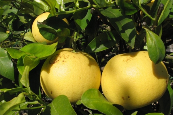 葡萄柚 grapefruit white-Citrus Paradisii.jpg