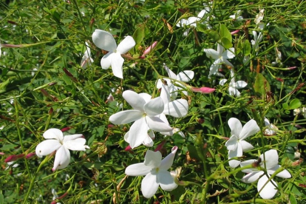 大花茉莉 jasmine-Jasminum officinale.jpg