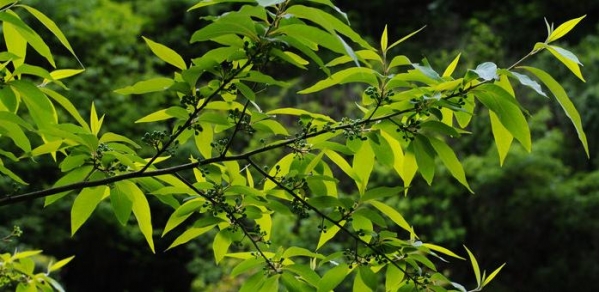 山鸡椒.jpg