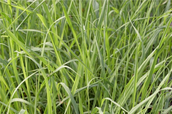 柠檬香茅精油