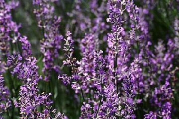 穗花薫衣草精油
