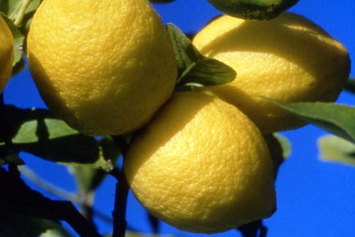 柠檬 lemon-Citrus Limon.jpg