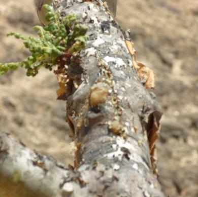 乳香 frankincense-Boswellia Carterii 1.jpg