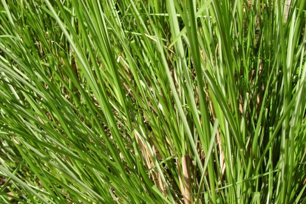 岩兰草(香根草)vetyver-Vetiveria Zizanoides 11.jpg