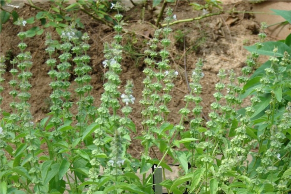 罗勒 basil exotic-Ocimum Basilicum.jpg