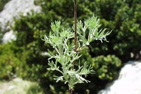 艾草 mugwort-Artemisia Herba Alba.jpg