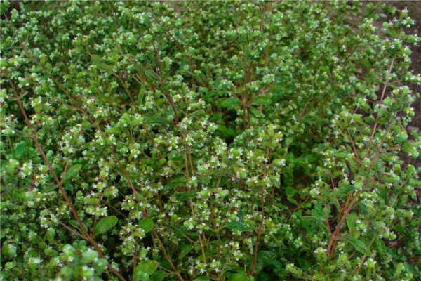 甜马郁兰 marjoram sweet-Origanum Majorana.jpg