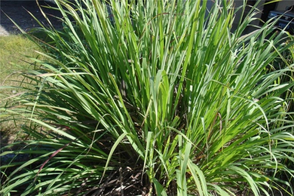 玫瑰草(馬丁香)palmarosa-Cymbopogon Martinii 11.jpg