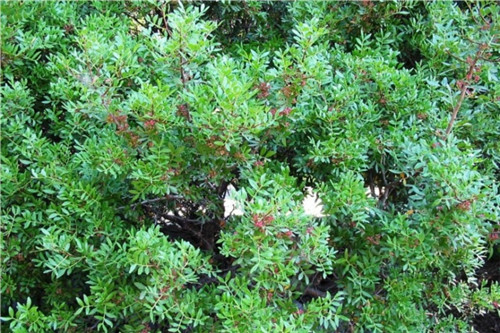 有机乳香 mastic-Pistacia Lentiscus.jpg