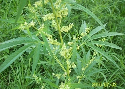 大麻籽油