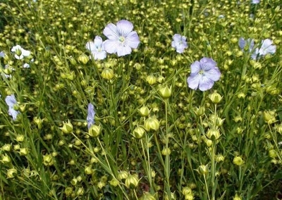 亚麻籽油