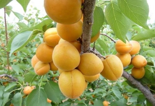甜杏仁油