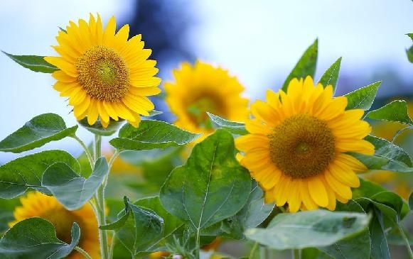  葵花油（太阳花油）