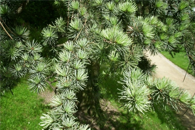 阿特拉斯雪松 Cedrus Atlantica 22.jpg