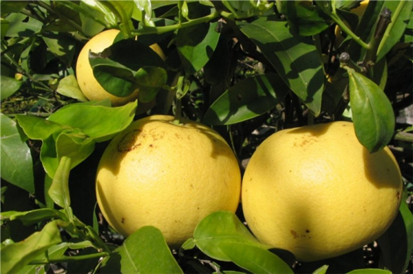 葡萄柚 grapefruit white-Citrus Paradisii.jpg