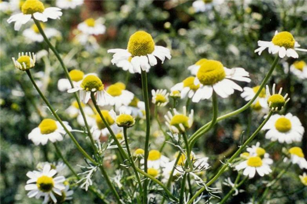 德国洋甘菊 german chamomile-Matricaria Recutita 11.jpg
