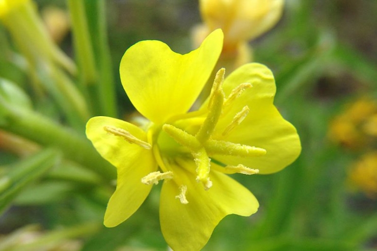 月见草 evening primrose-Oenothera Biennis 11.jpg