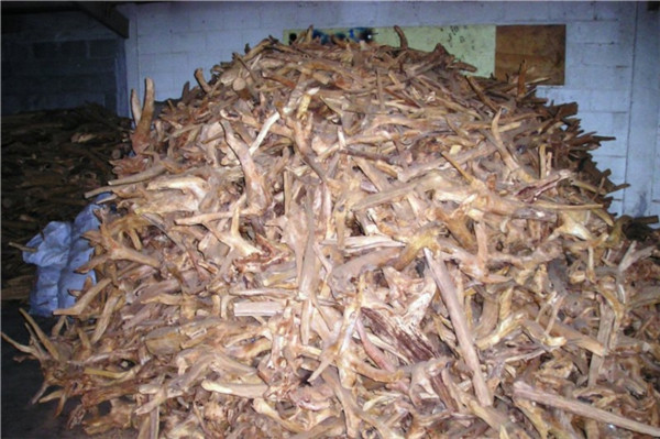 檀香木 sandalwood-Santalum Austrocaledonicum 11.jpg