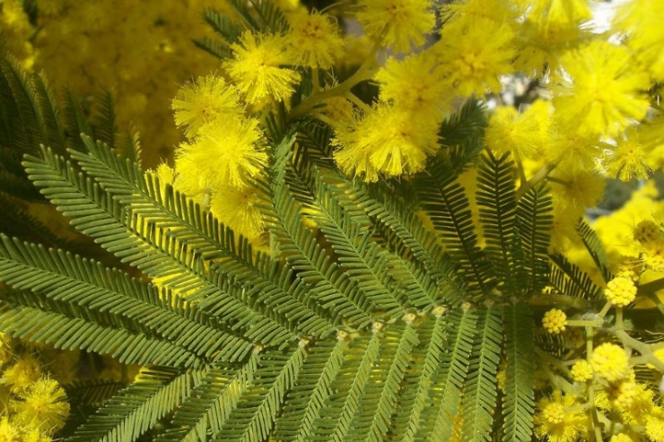 银合欢 mimosa-Acacia Dealbata 11.jpg