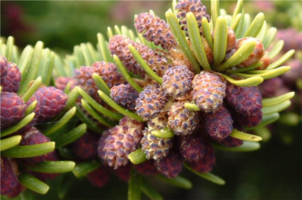 香膠冷杉(香脂冷衫) balsam fir-Abies Balsamea 11.jpg