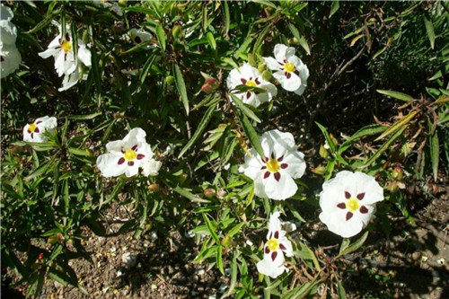 岩玫瑰 labdanum-Cistus Ladaniferus 11.jpg