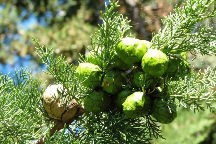 丝柏 cypress-Cupressus Sempervirens 11.jpg