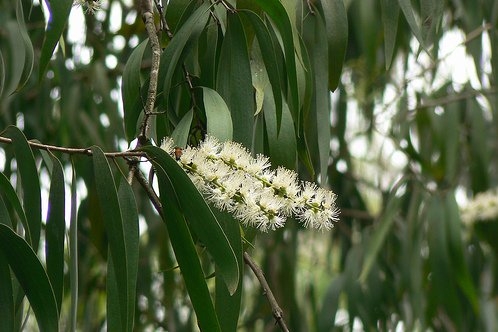 绿花白千层22.jpg