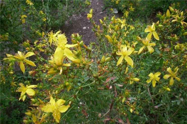 圣约翰草 st john's wort-Hypericum Perforatum 11.jpg
