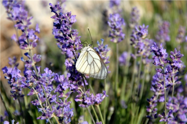 真正薰衣草 lavender vera-Lavandula Angustifolia 22.jpg