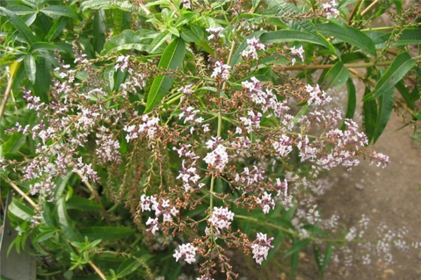 柠檬马鞭草精油