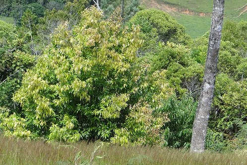 肉桂 cinnamon-Cinnamomum Zeilanicum 11.jpg