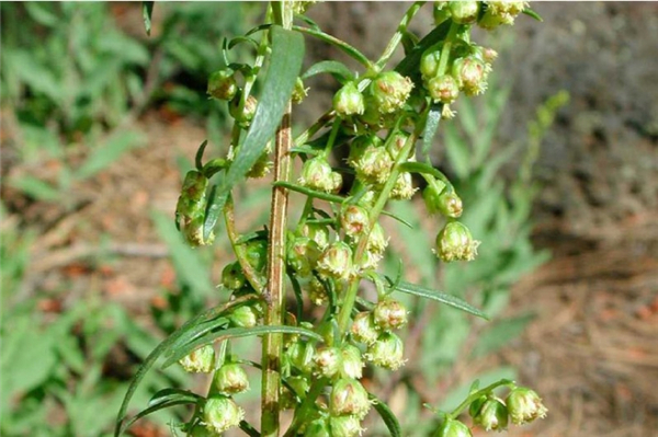 龙艾 tarragon-Artemisia Dracunculus 11.jpg