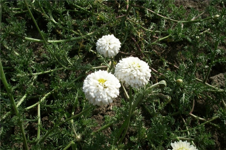 罗马洋甘菊 roman chamomile-Chamaelum Nobile 11.jpg